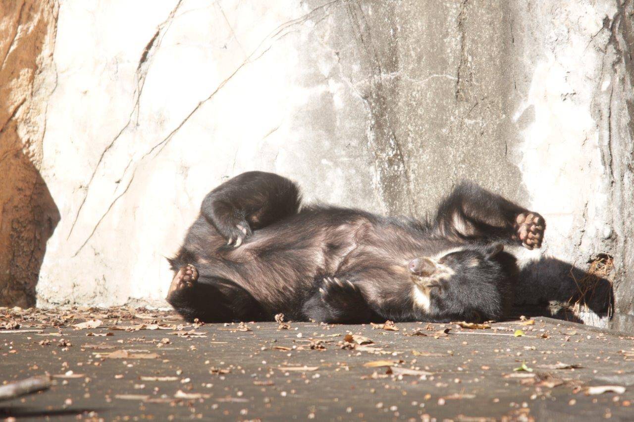 日向で休む美雨⑥