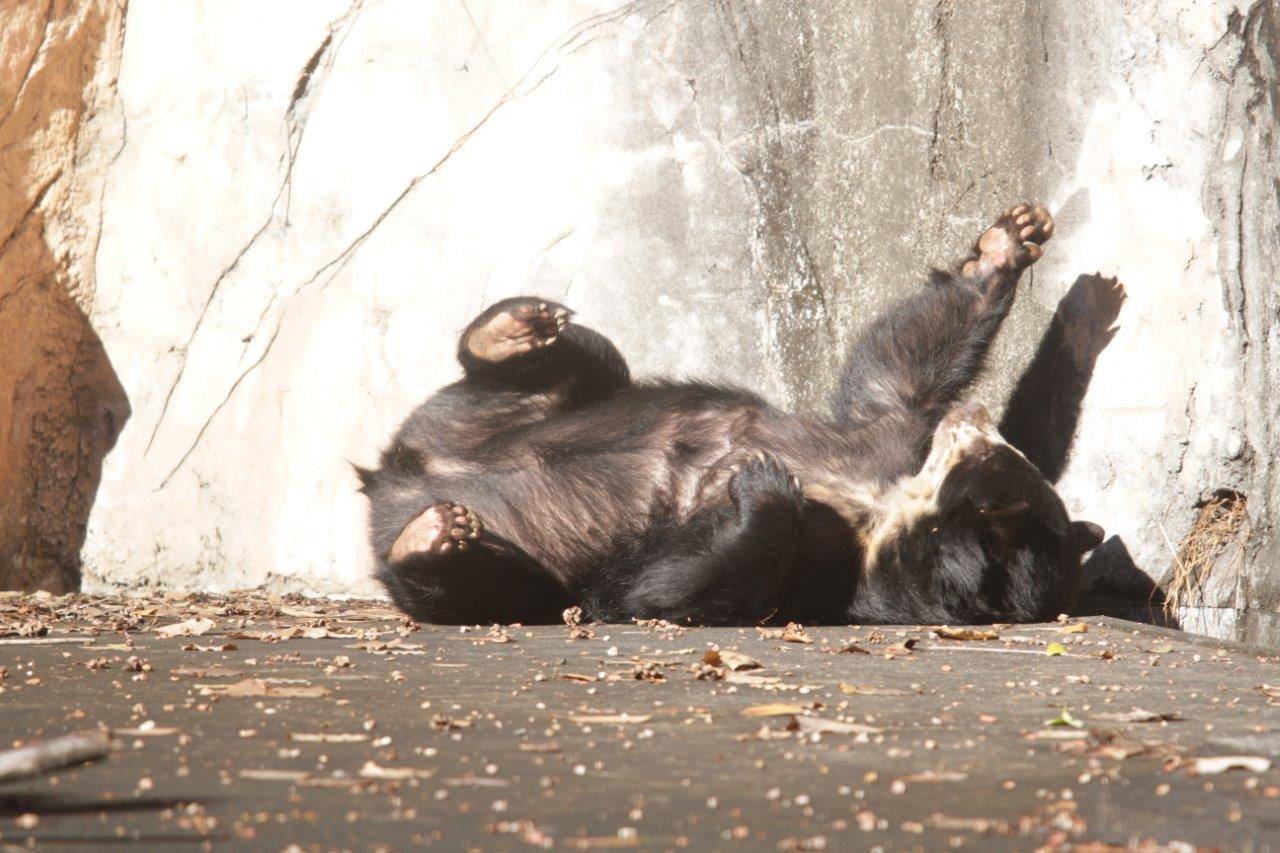 日向で休む美雨⑦