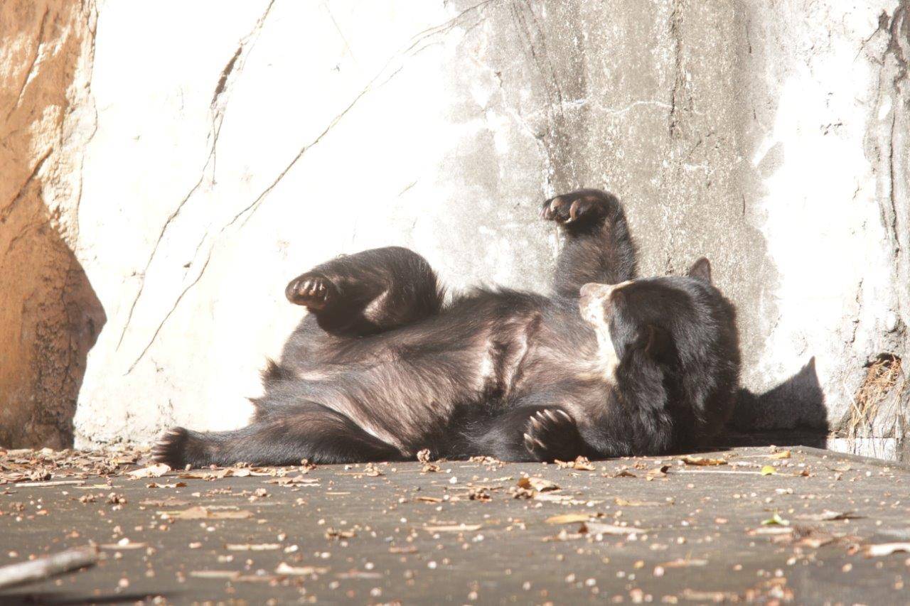 日向で休む美雨⑧