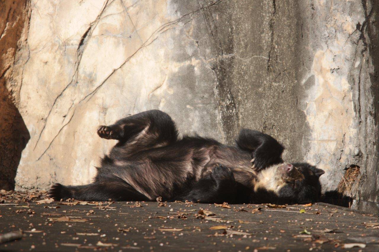 日向で休む美雨⑨