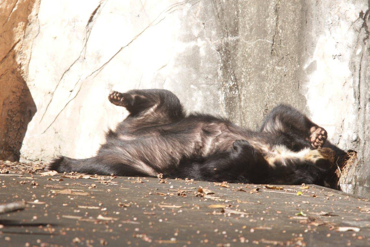 日向で休む美雨⑩