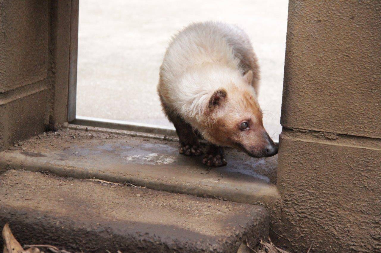 サブから展示場に出ようとするフキ