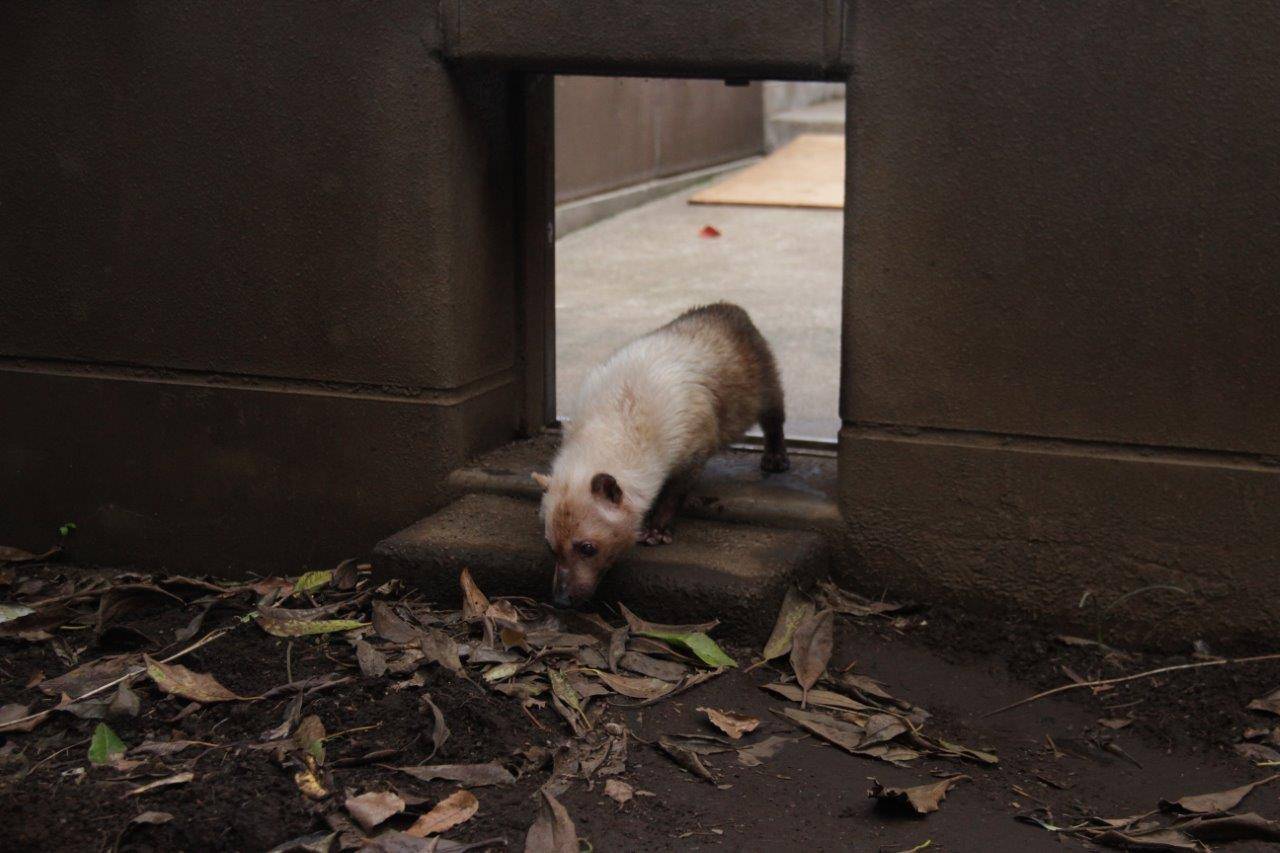 展示場に出るフキ