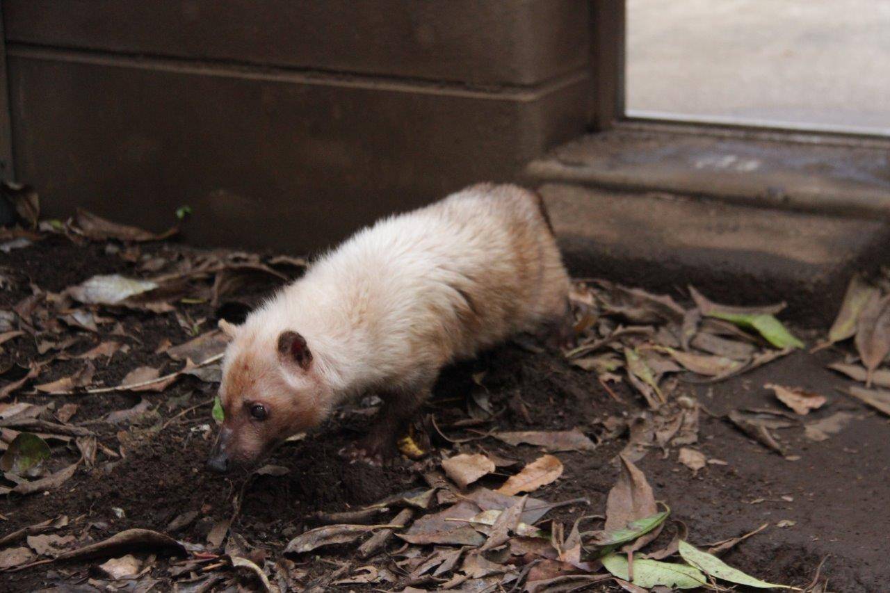 展示場に出てきたフキ②