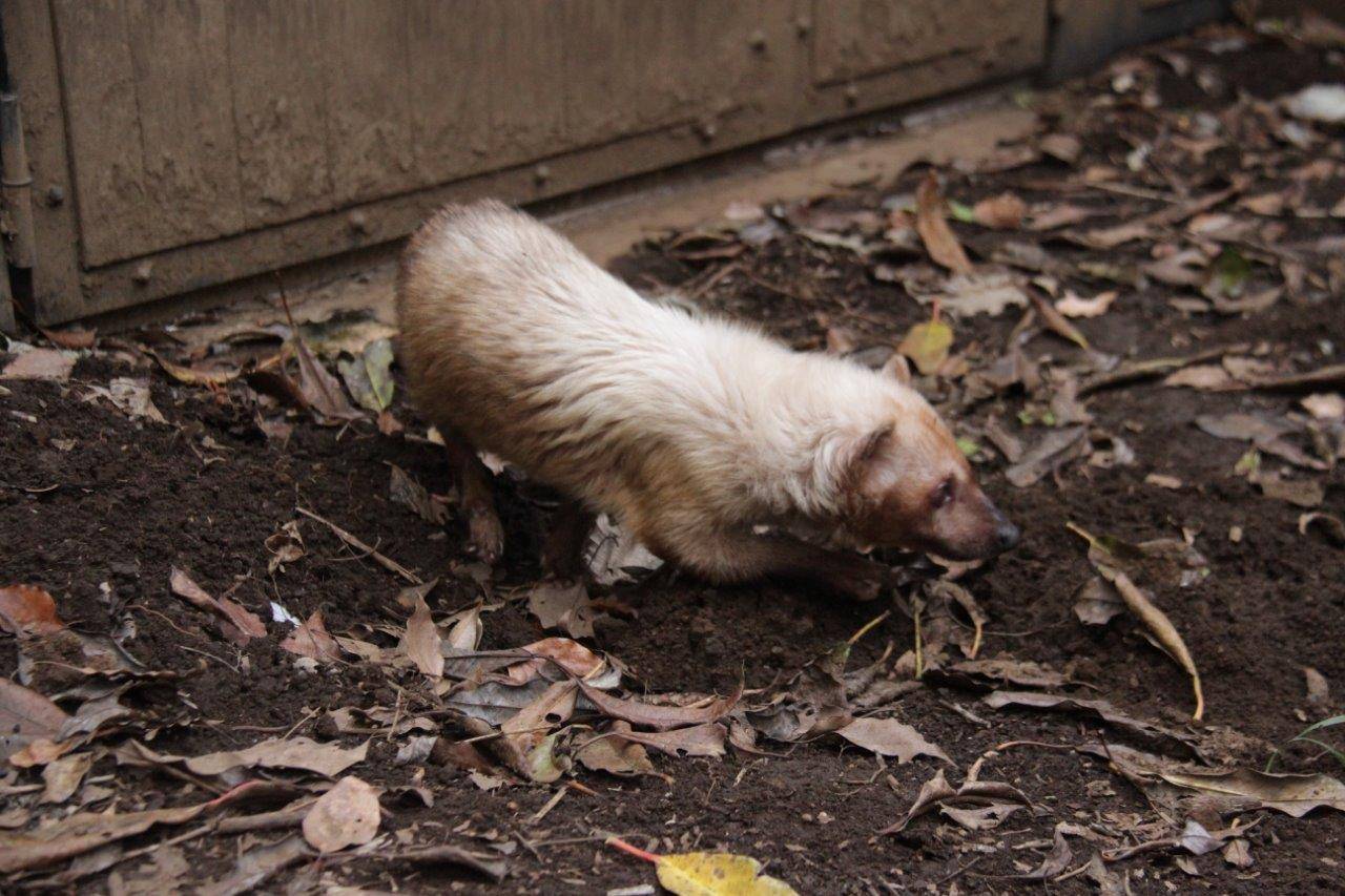 Uターンして戻ろうとするフキ