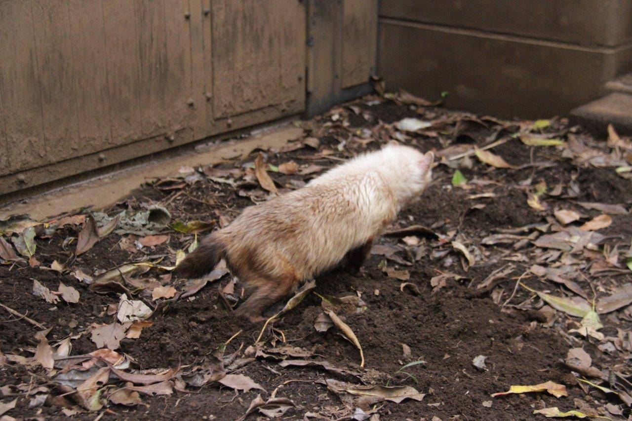 サブに戻ろうとするフキ