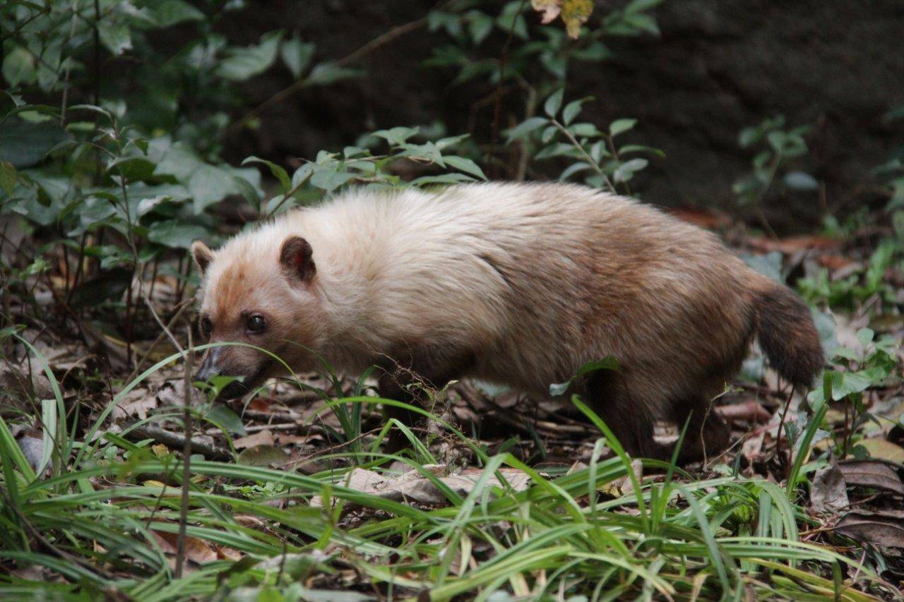 展示場を歩くフキ②