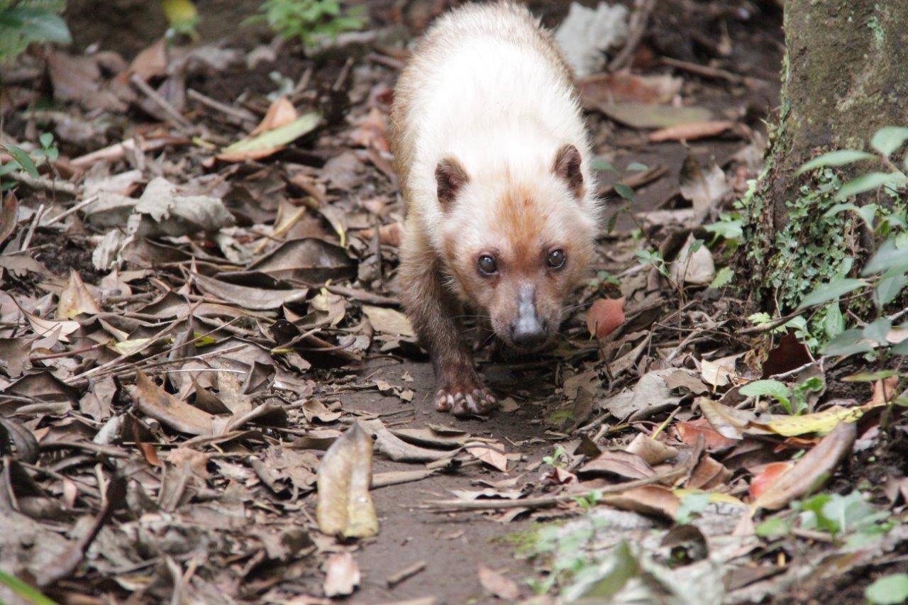 展示場を歩くフキ③