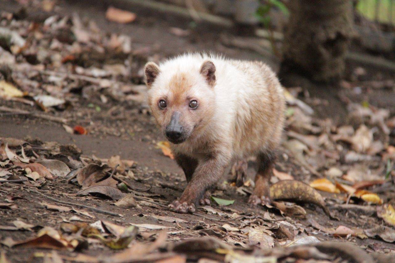 展示場を歩くフキ①