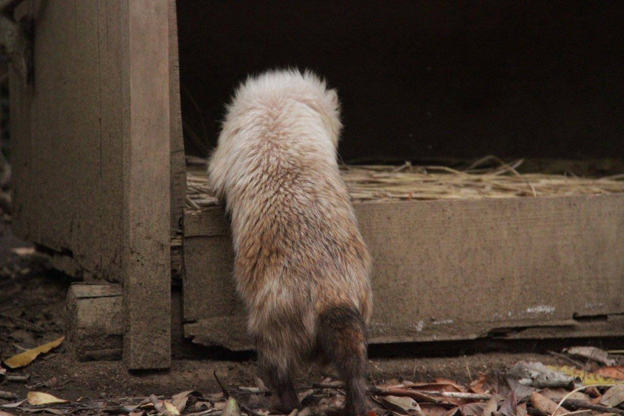 小屋内を気にするフキ