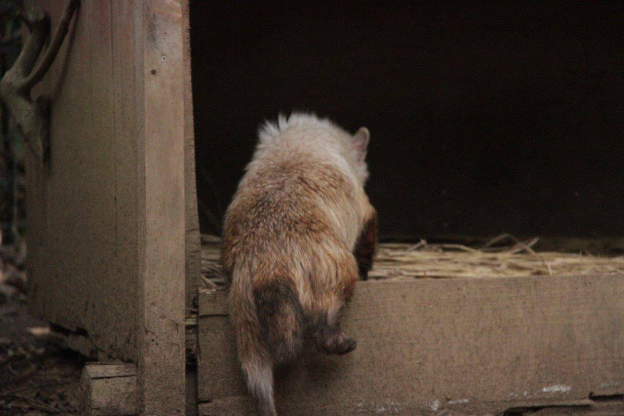 小屋に入ろうとするフキ