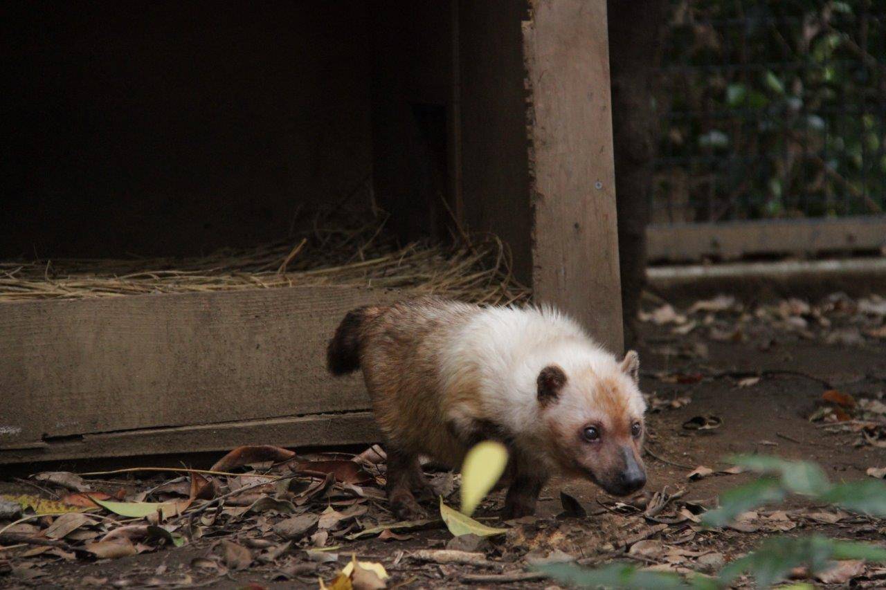 小屋から出てきたフキ
