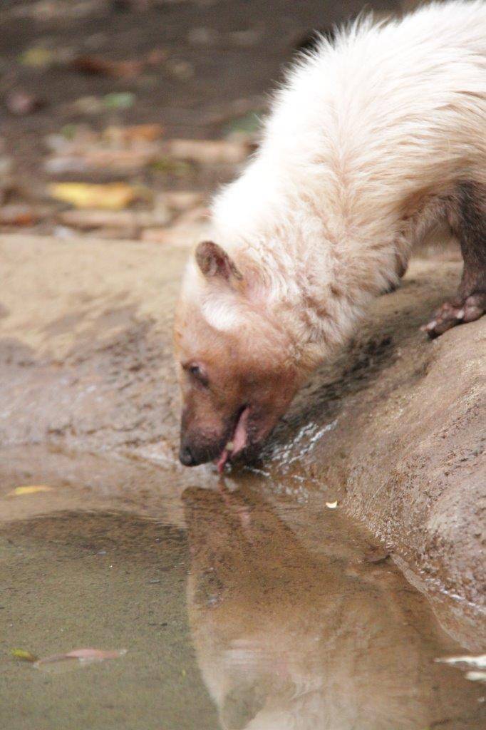 池の水を飲むフキ①