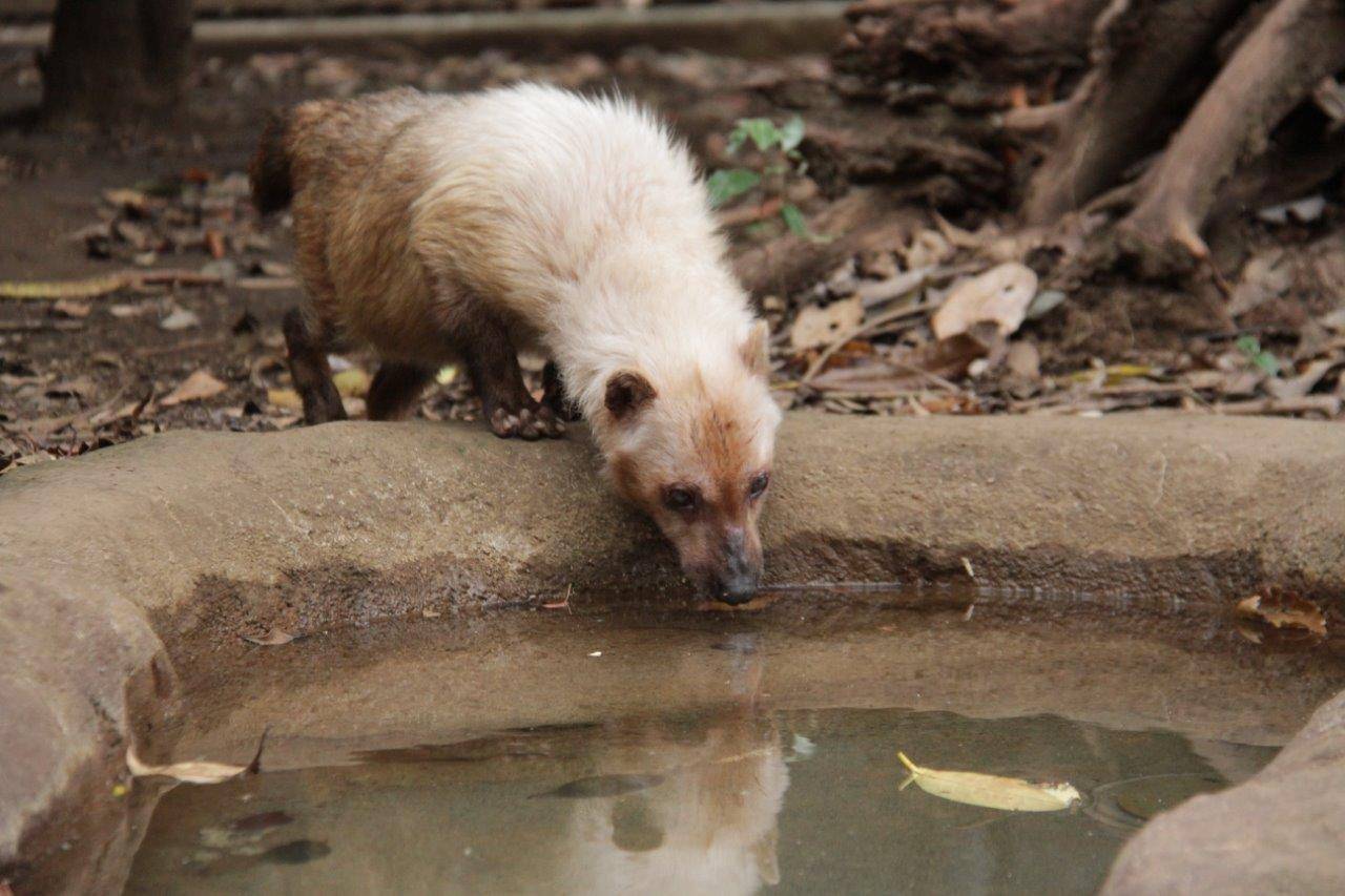 池の水を飲むフキ②