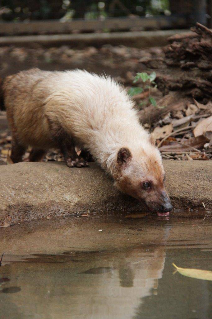 池の水を飲むフキ③