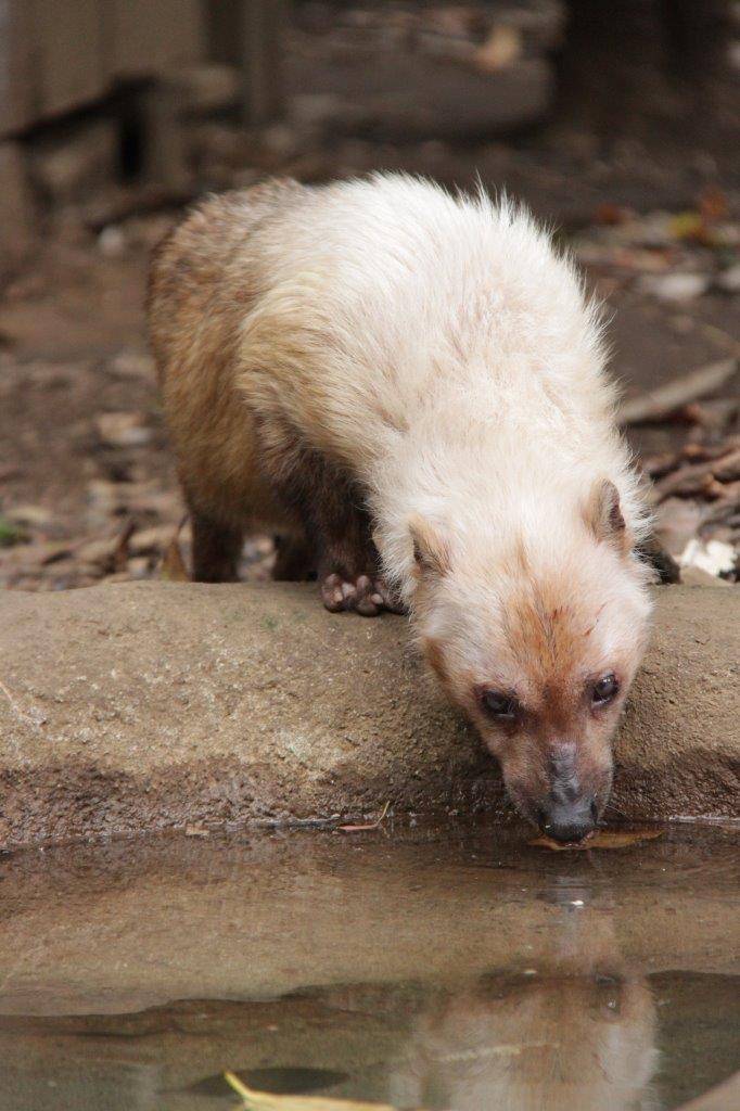 池の水を飲む④