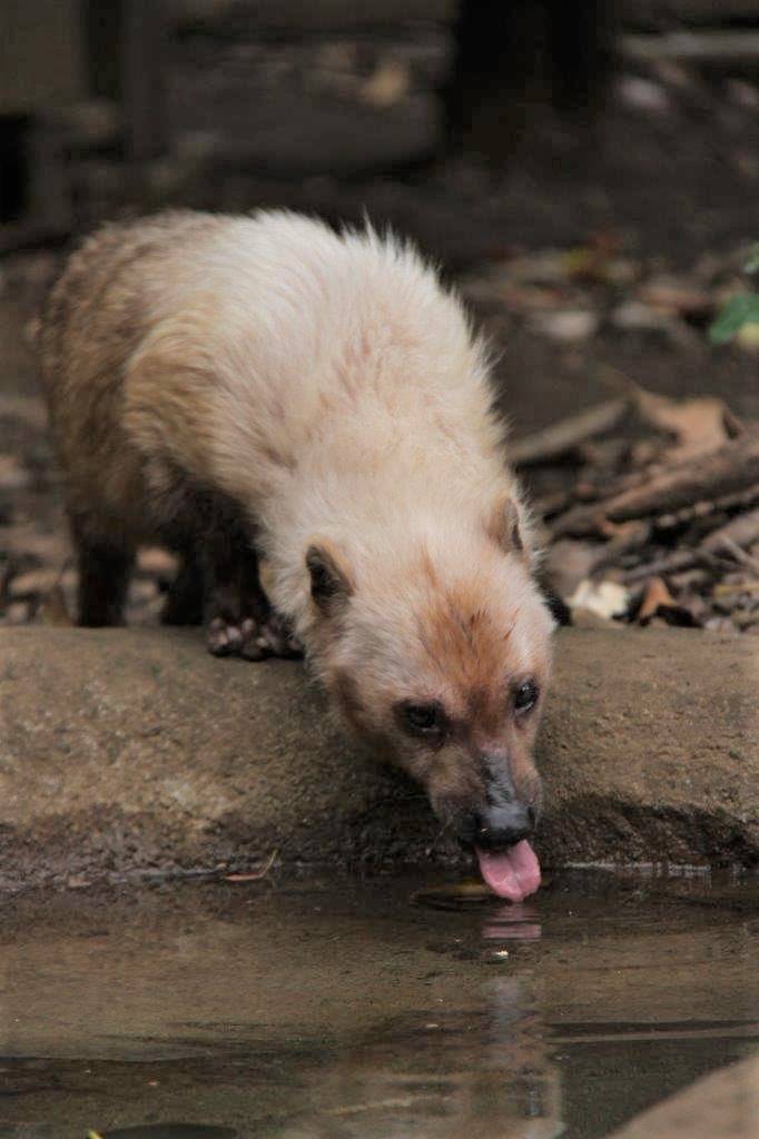 池の水を飲むフキ⑤