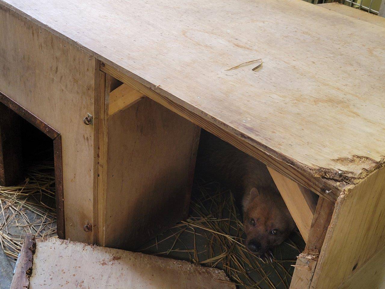 扉も外され、中が丸見えの巣箱