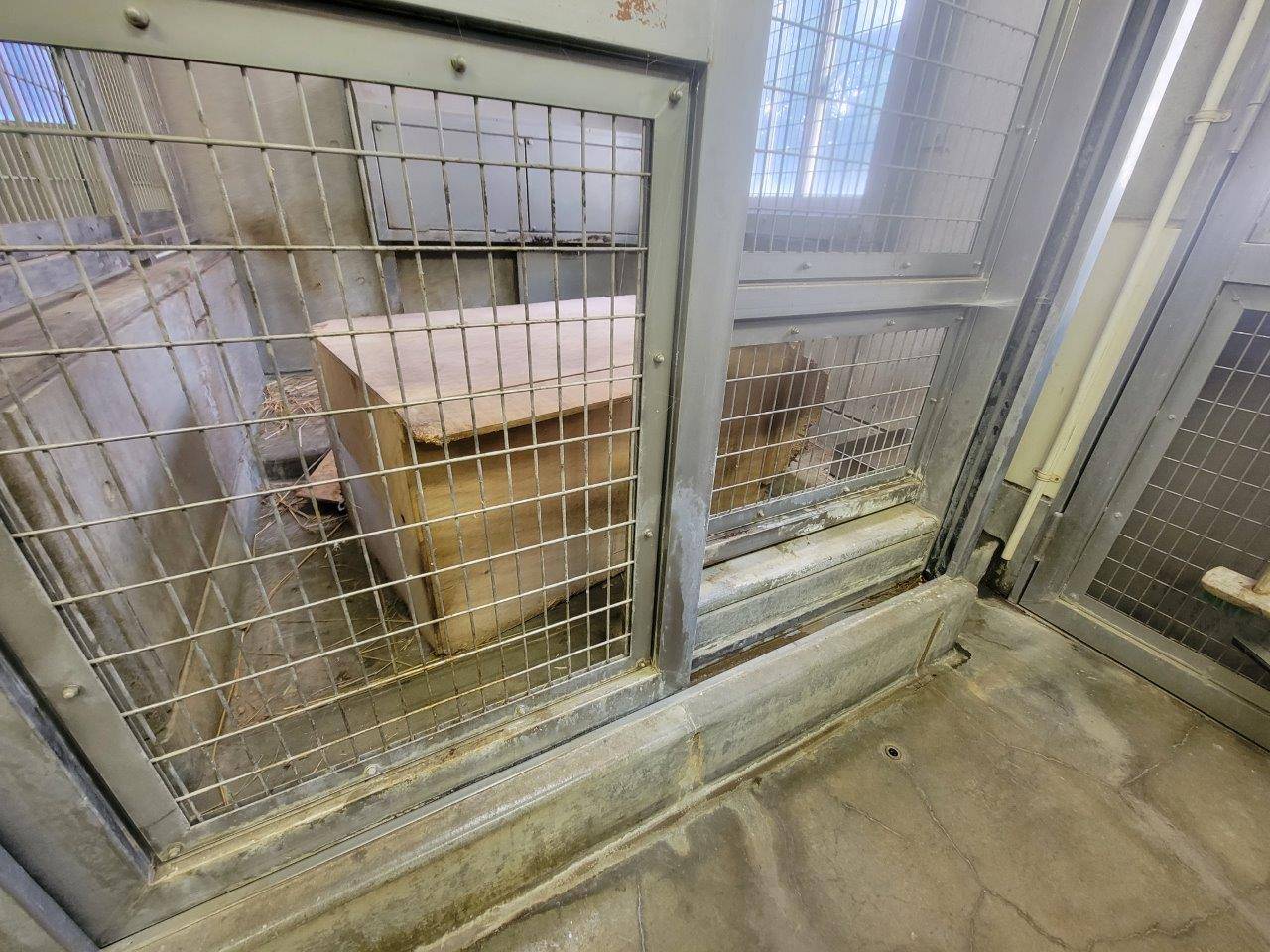 激しく移動させられていたパパマルの巣箱