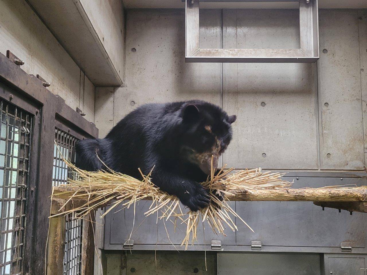 寝台上で藁をほぐすミユキ①