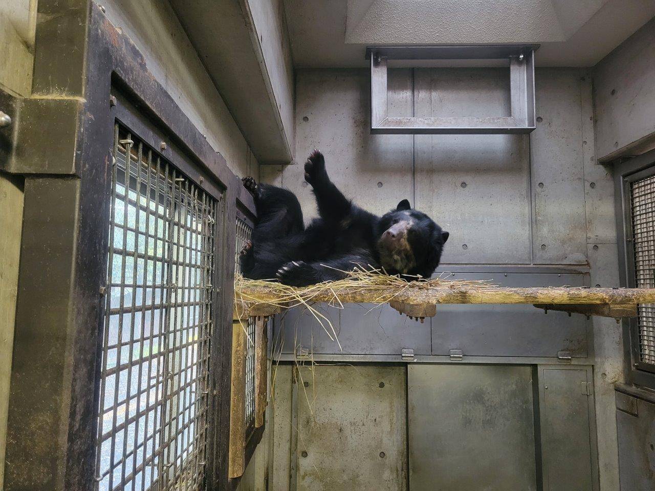 寝台上の藁上で寝転ぶミユキ①