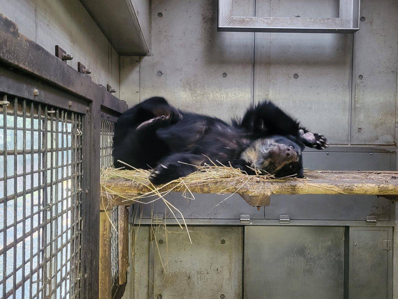 寝台上の藁上で寝転ぶミユキ②