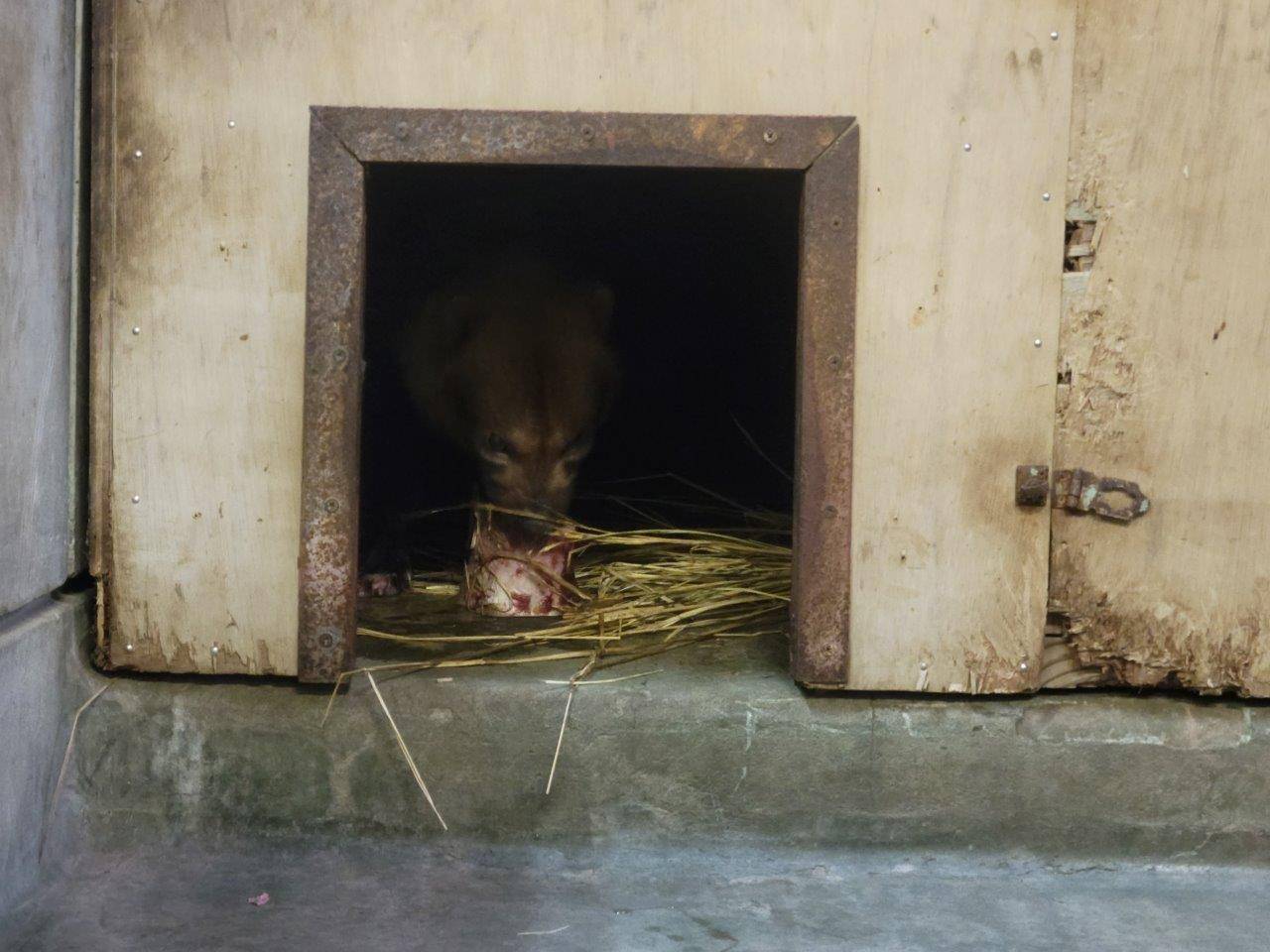 早速箱内に骨を持ち込むパパマル