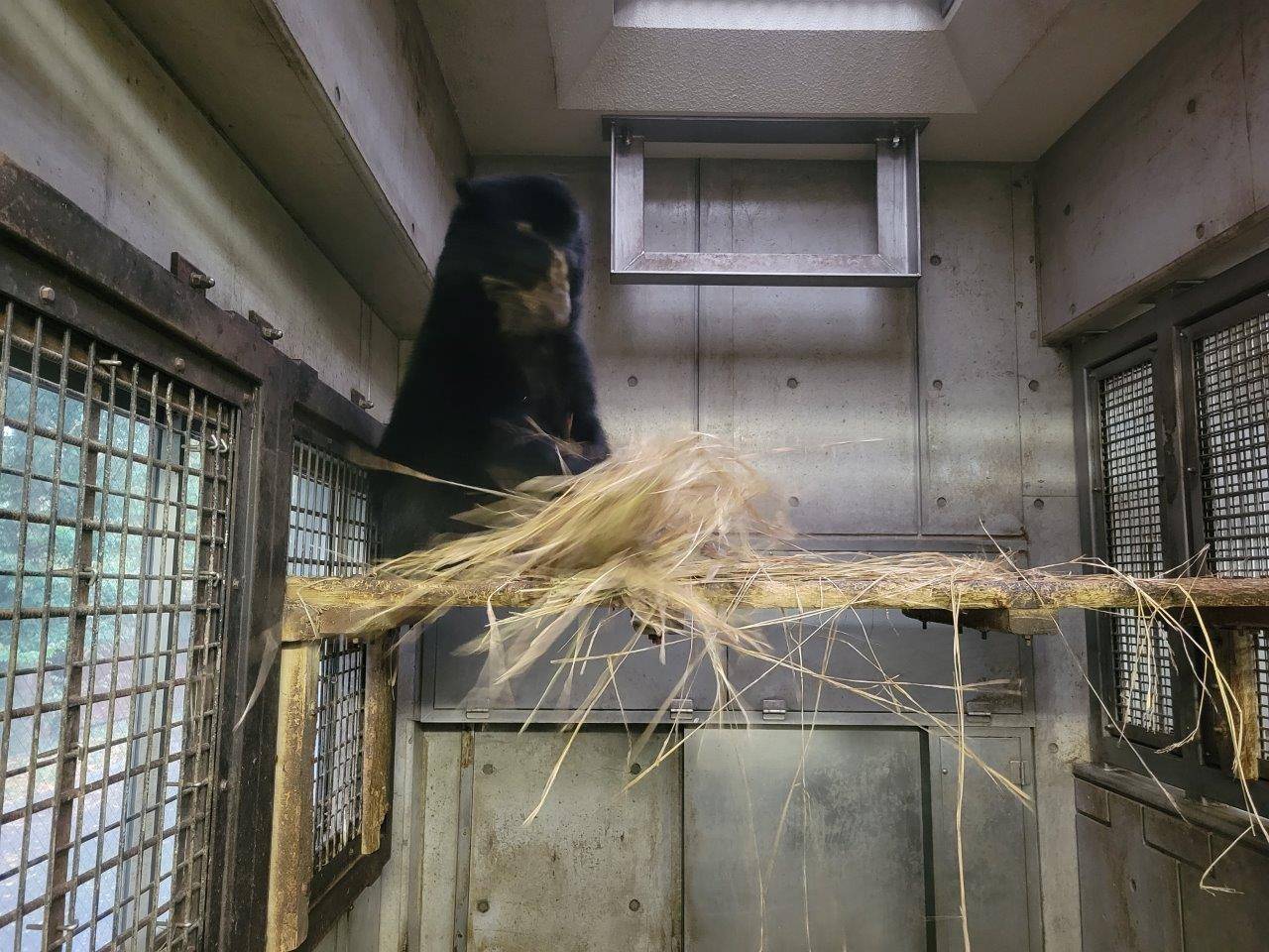 寝台上で藁をほぐすミユキ③