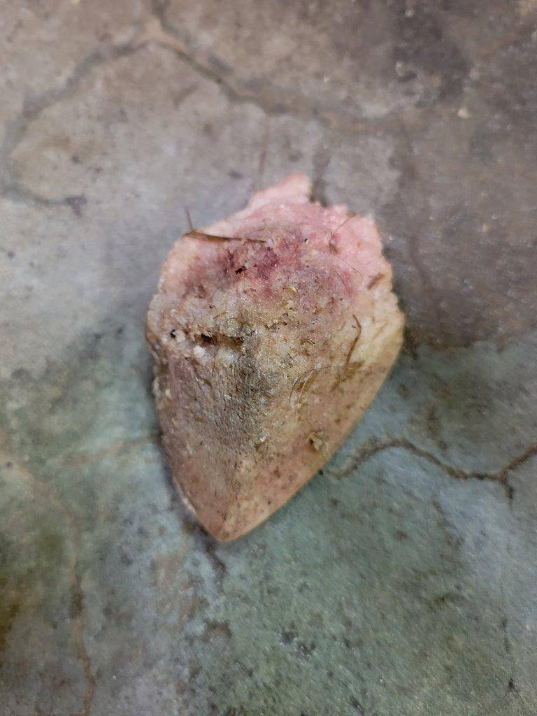 スマイラーに与えた骨の残骸