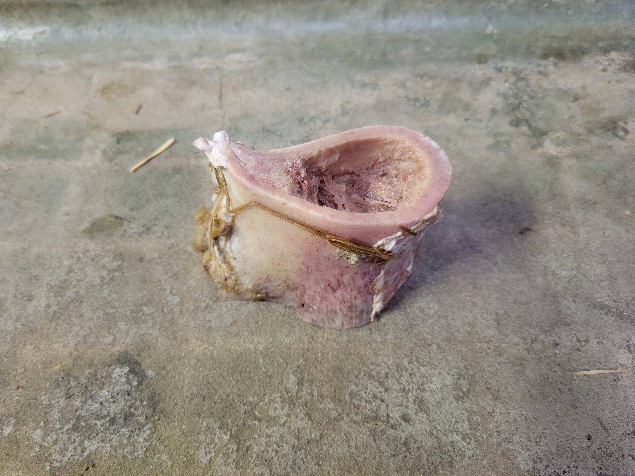 パパマルに与えた骨の残骸