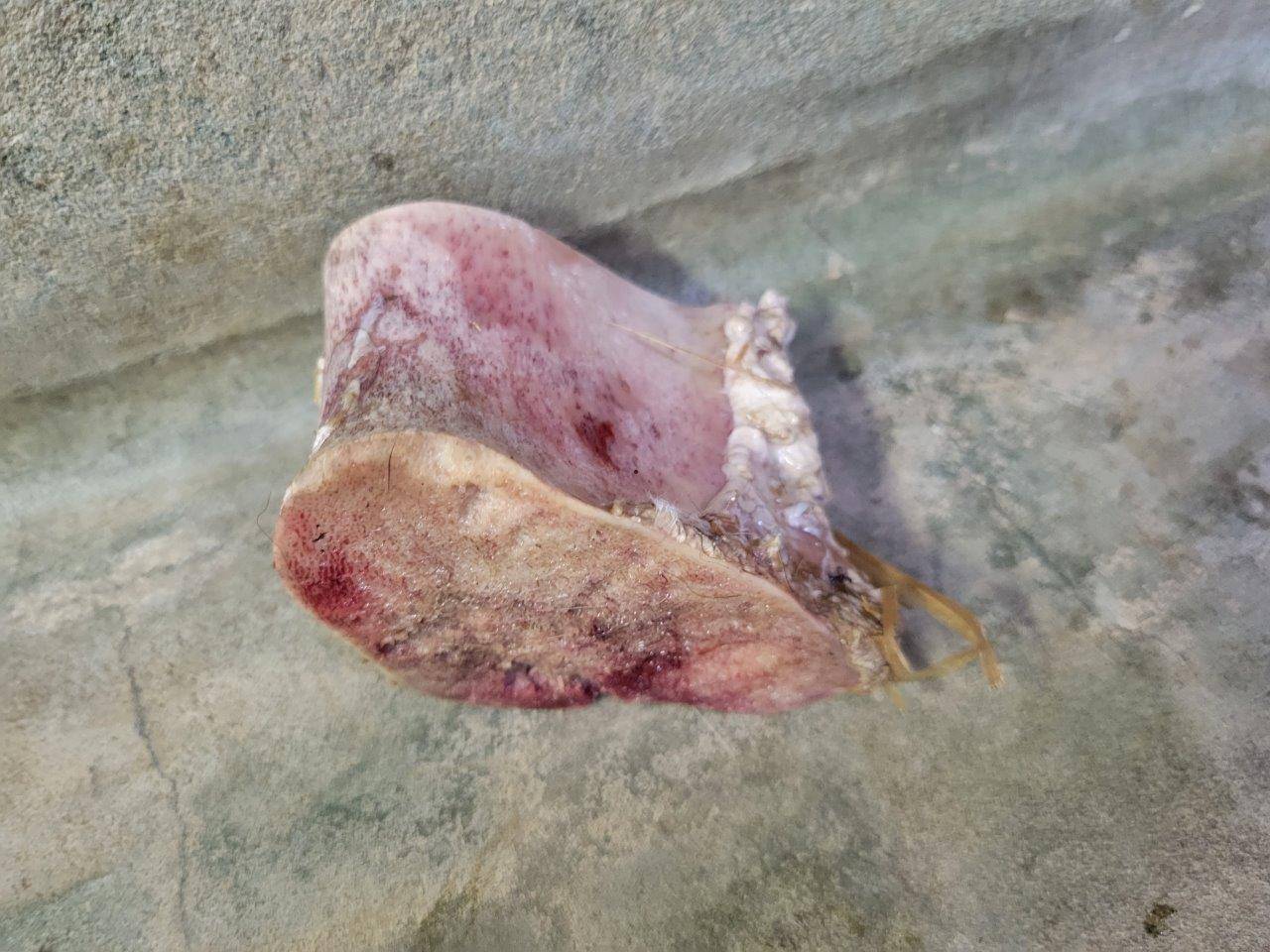 フキに与えた骨の残骸