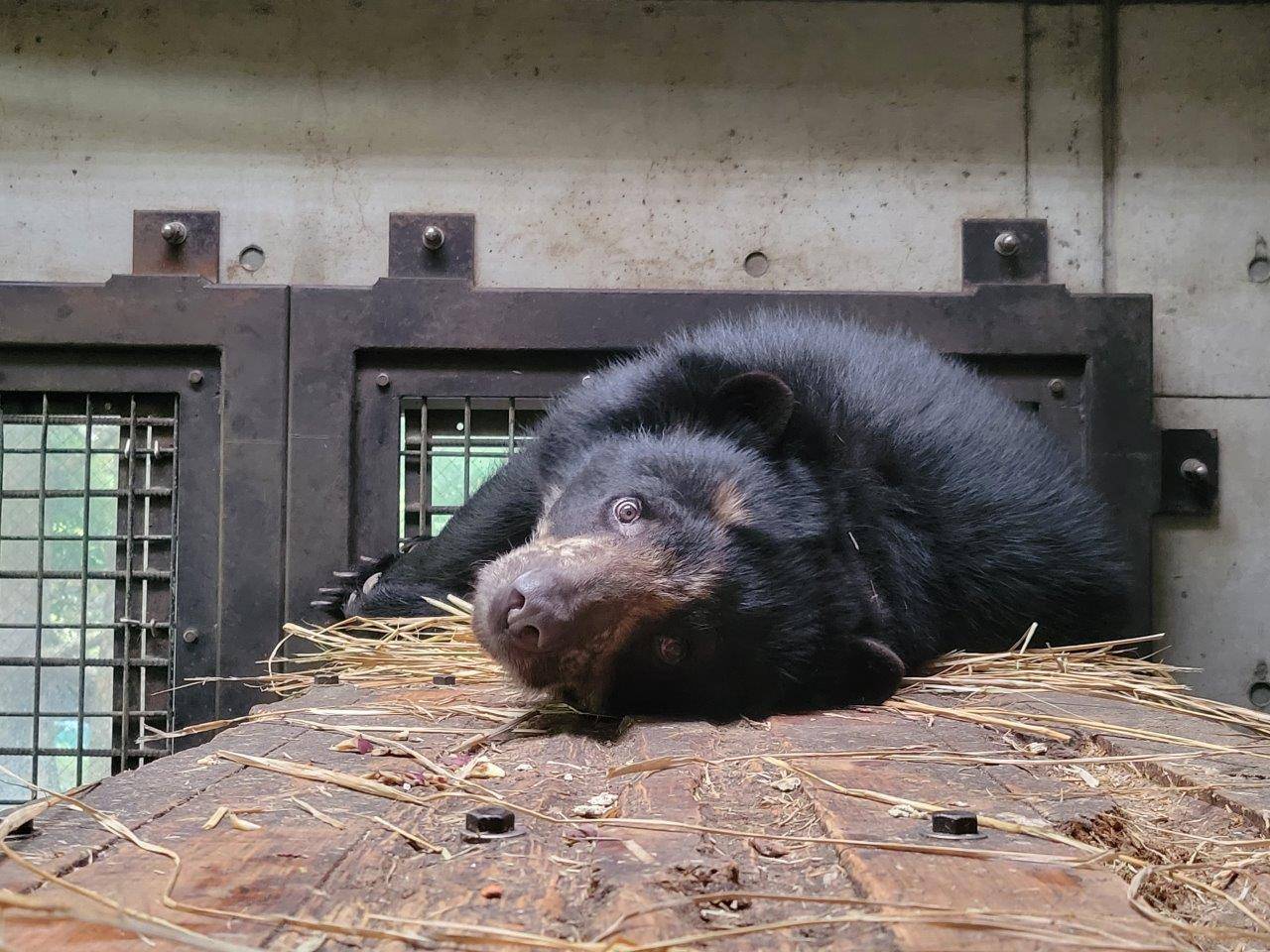 同じ高さの目線|飼育日誌｜ブログ|よこはま動物園ズーラシア公式