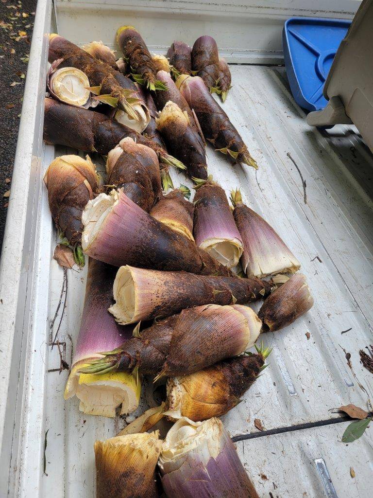 沢山採れたタケノコ