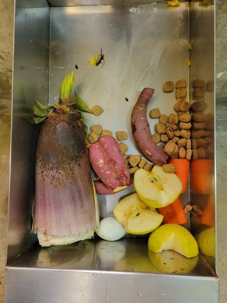 いつのも餌にタケノコを1本加えました