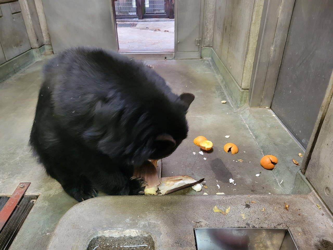 タケノコを悪戯し始めたミウ