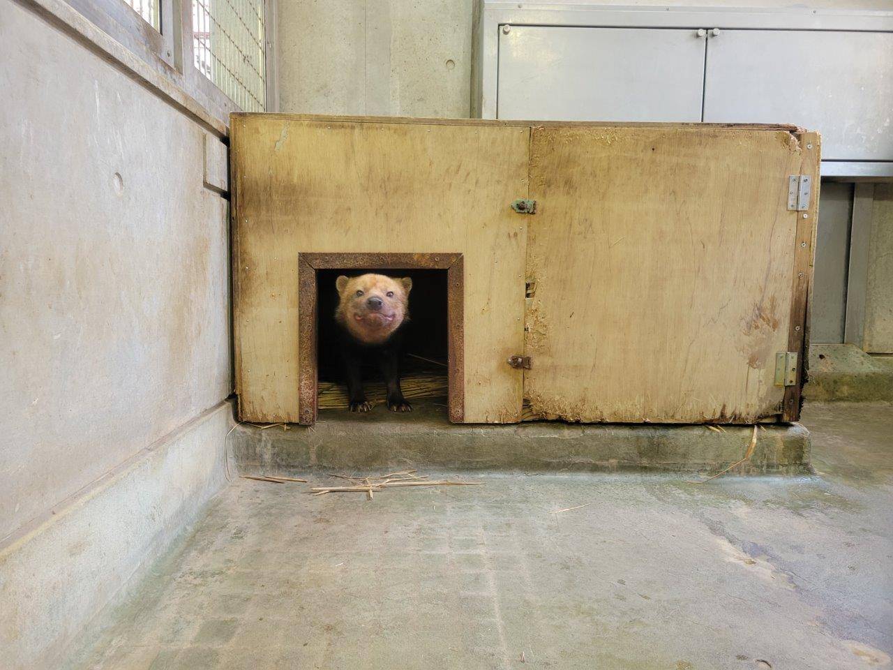 巣箱内から外を見るパパマル