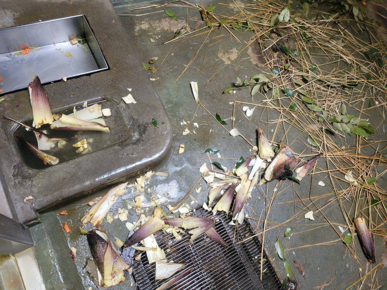 ミユキによって、ボロボロにされたタケノコの残骸