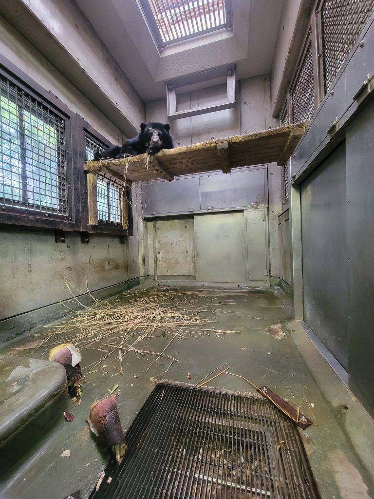 寝台上で休むミユキ。床上にはタケノコが転がっている