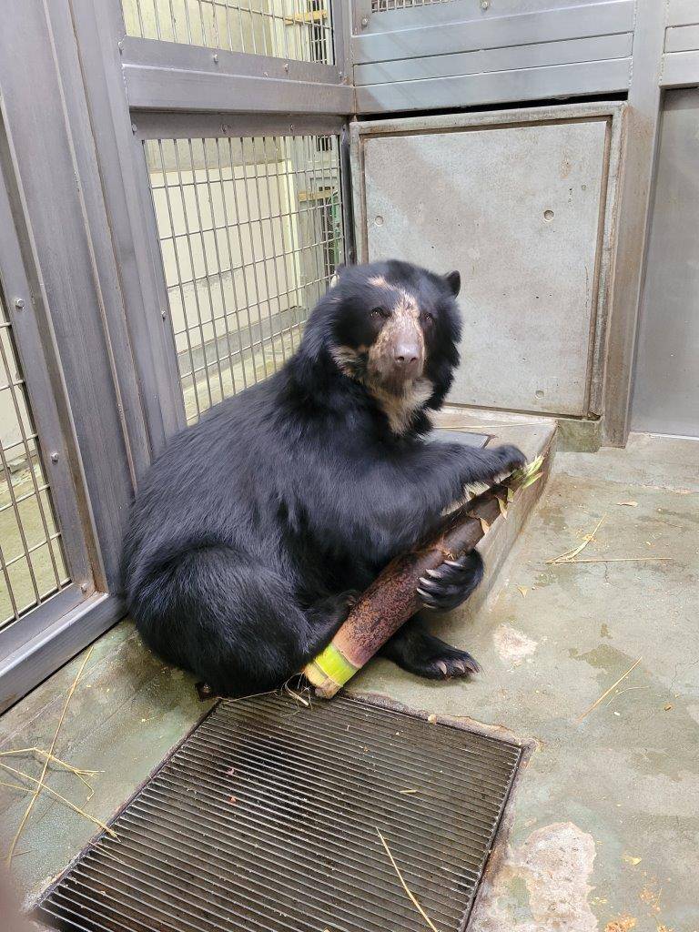 大きなタケノコで遊ぶミユキ①