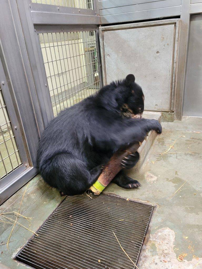 大きなタケノコで遊ぶミユキ②