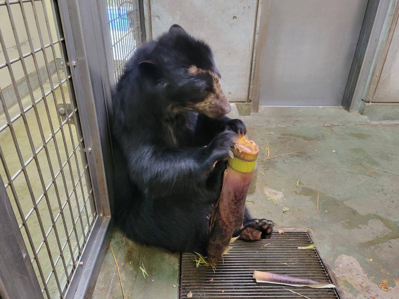 大きなタケノコで遊ぶミユキ③