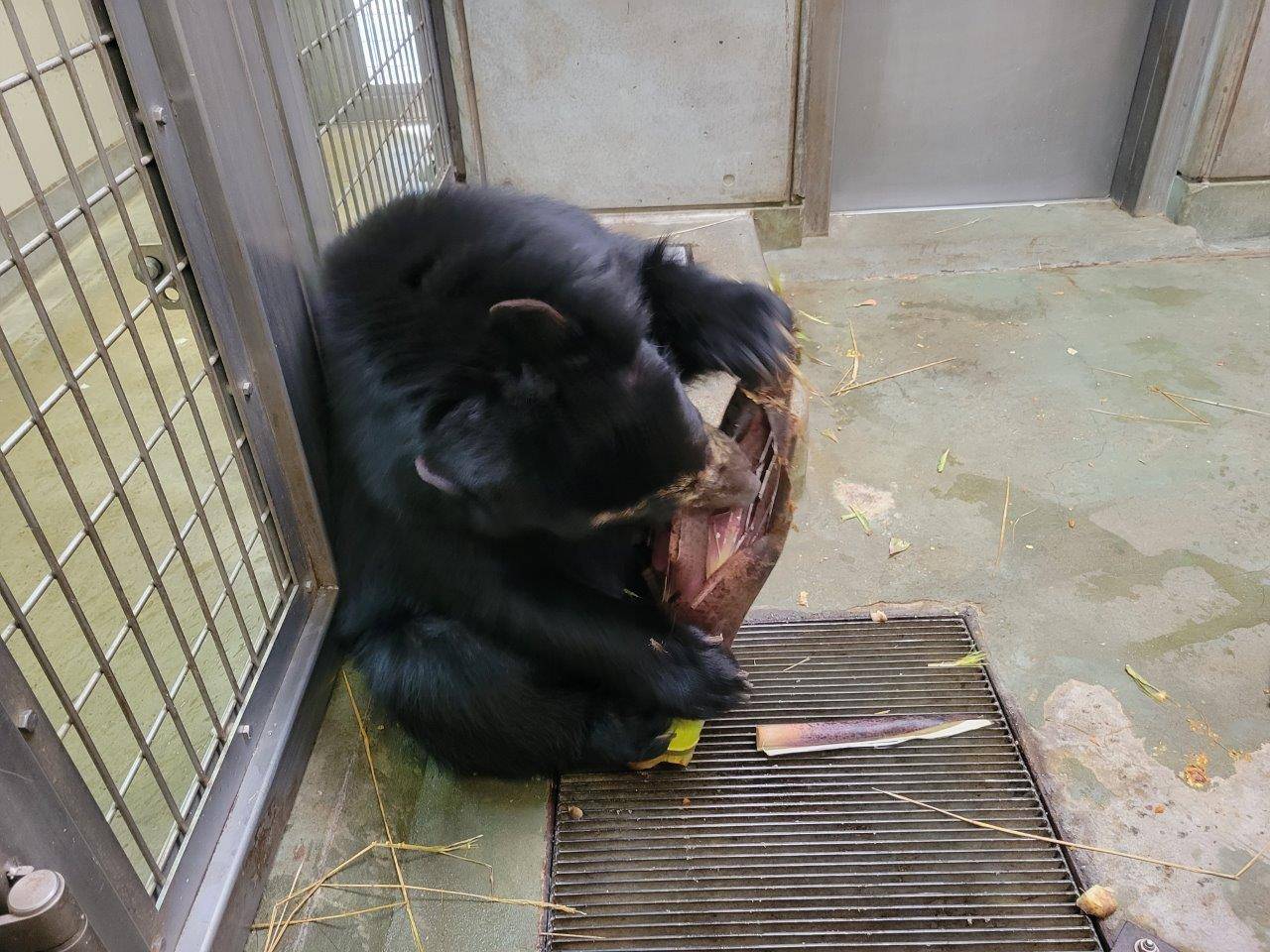 大きなタケノコで遊ぶミユキ④