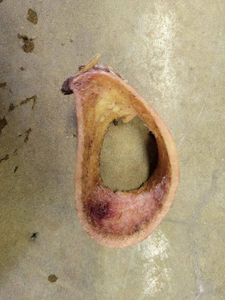 ヤブイヌが齧った後の骨①