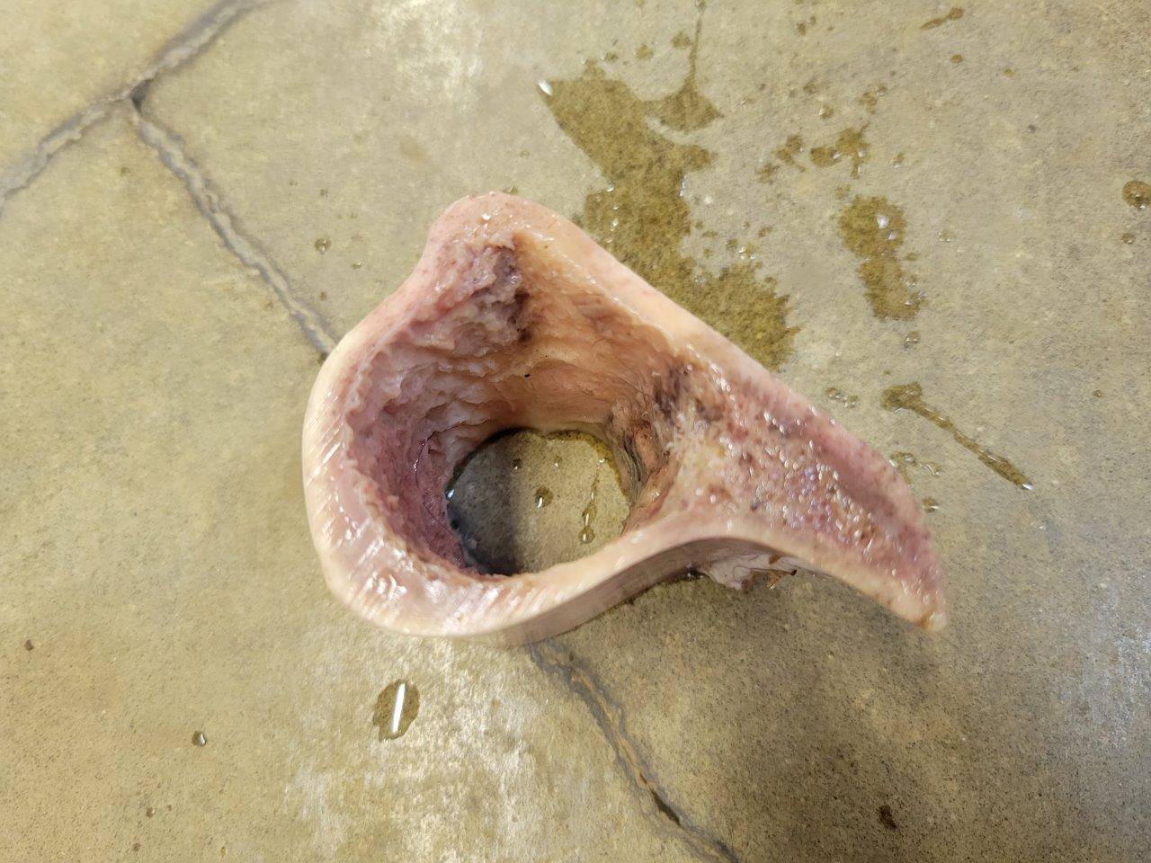 ヤブイヌが齧った後の骨②