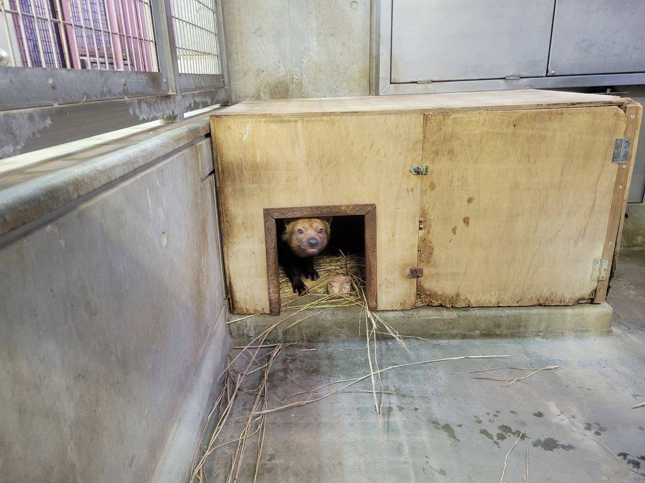 パパマルは骨を巣箱内に持ち込む①