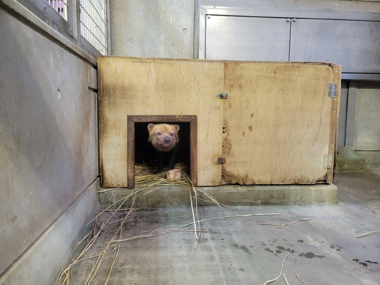 パパマルは骨を巣箱内に持ち込む②