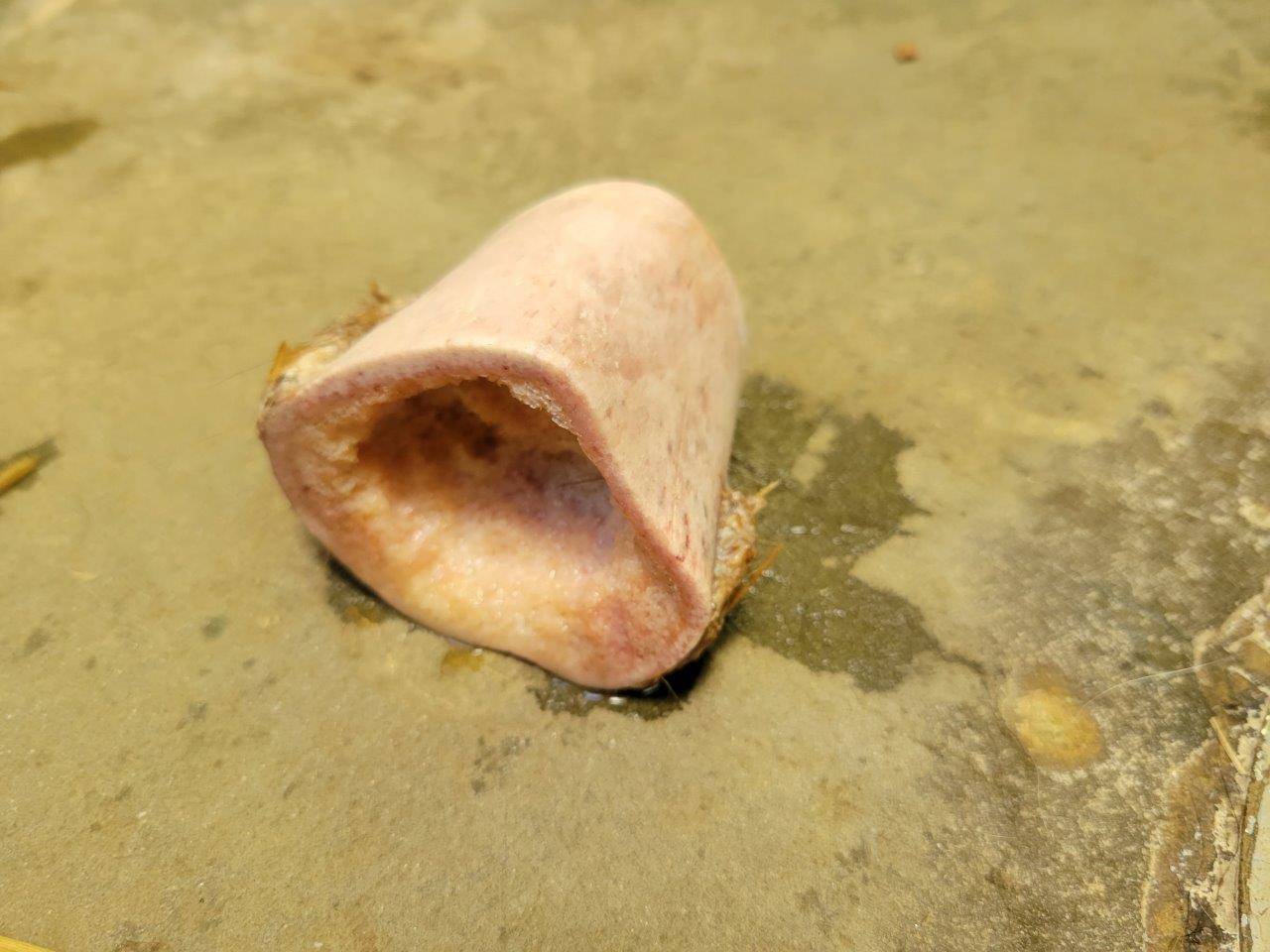 ヤブイヌが齧った後の骨③