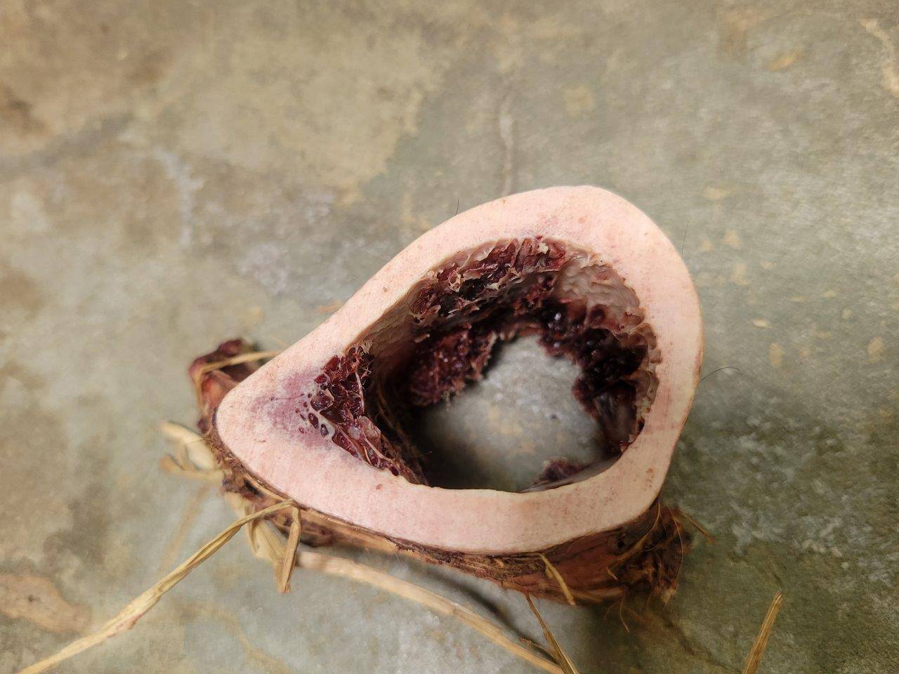 ヤブイヌが齧った後の骨④