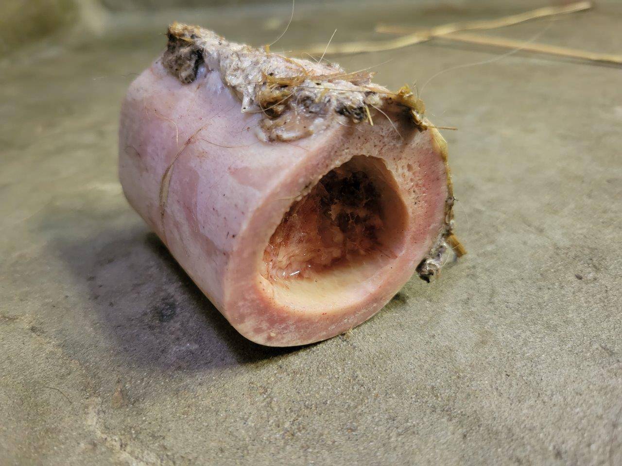 ヤブイヌが齧った後の骨⑤