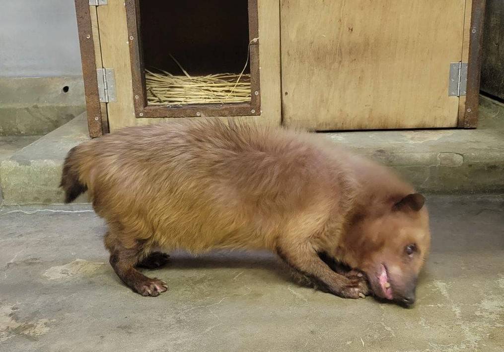 骨付き肉を食べるフキ②